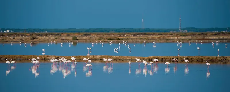 Paraje Natural Marismas del Odiel